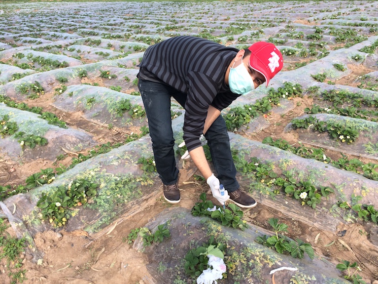 Tariq in a field with crops