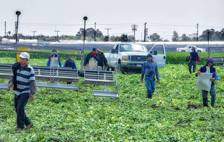 Farm workers in a field 