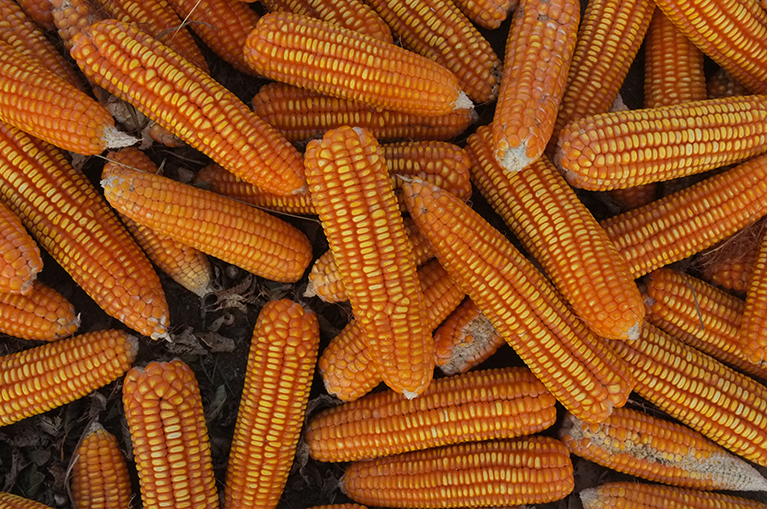 Corn exports a win-win for the US and Africa